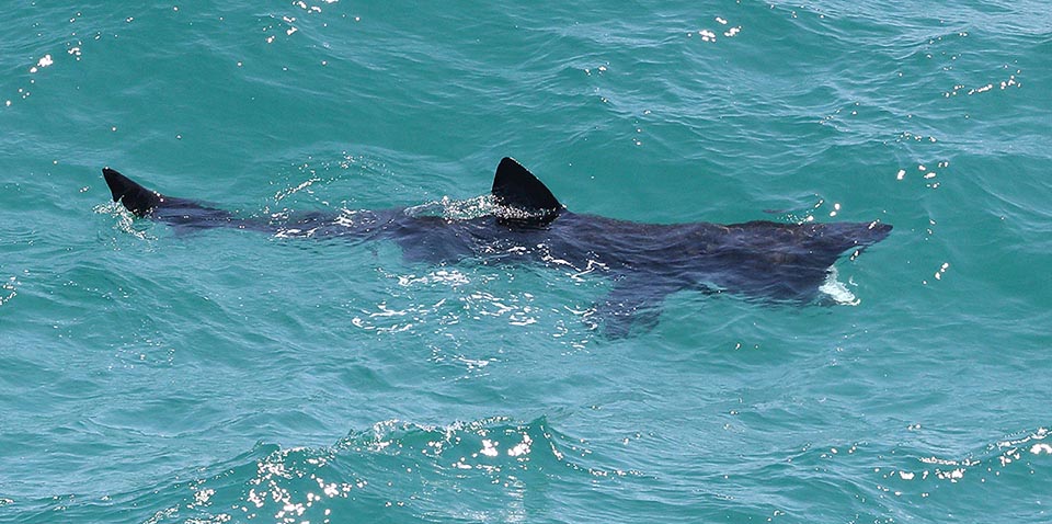 The Basking shark (Cetorhinus maximus) often swims on the surface in the cold temperate waters of all seas 