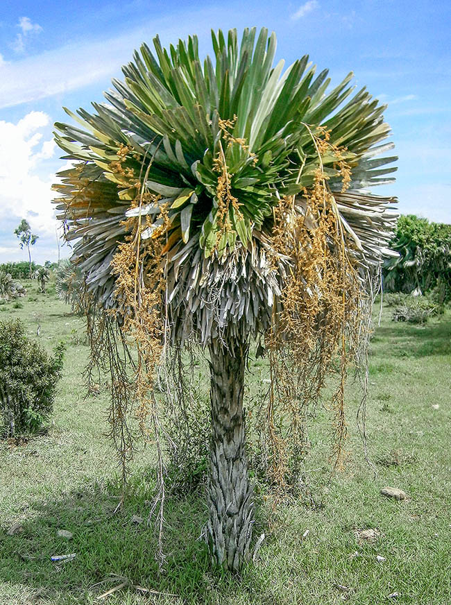 A rischio estinzione, Copernicia cowellii è una specie endemica di Cuba