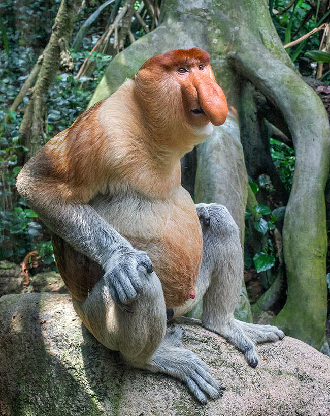 A male with big nose and belly is the top in the Proboscis monkey’s beauty canons 