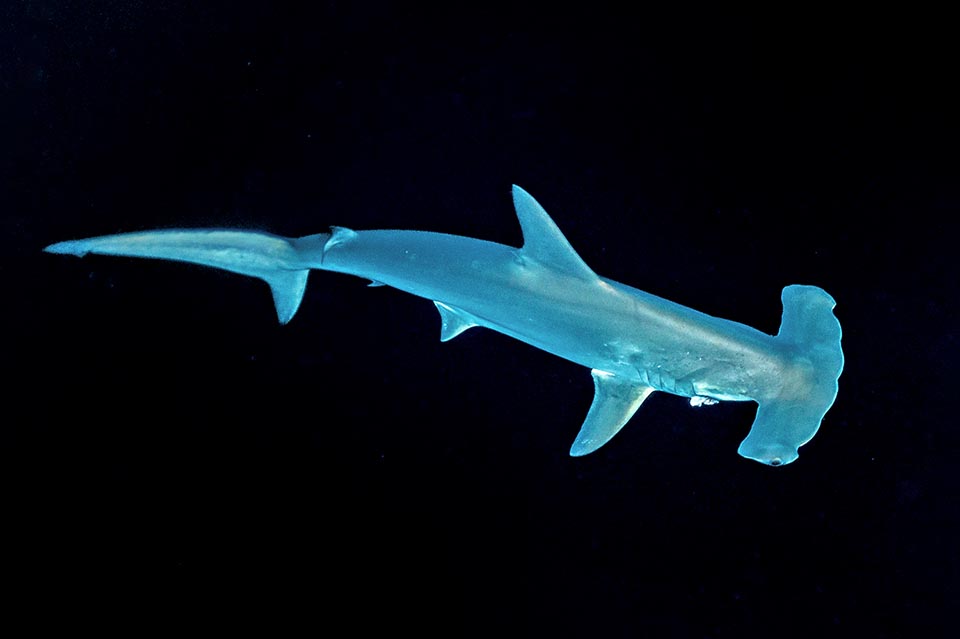 Espèce en grand danger d'extinction le Requin-marteau halicorne ( Sphyrna lewini) vit dans les mers tropicales et tempérées chaudes du monde entier, y compris la Méditerranée 