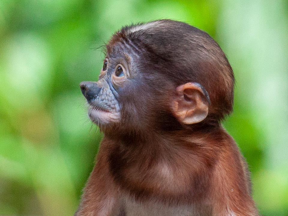 I piccoli sono invece amati da tutto il branco. Questo è molto giovane perché ha ancora la faccia nera