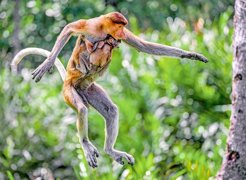 Si la maman n'est pas là, il peut s'accrocher à son père qui l'emporte rapidement loin du danger 