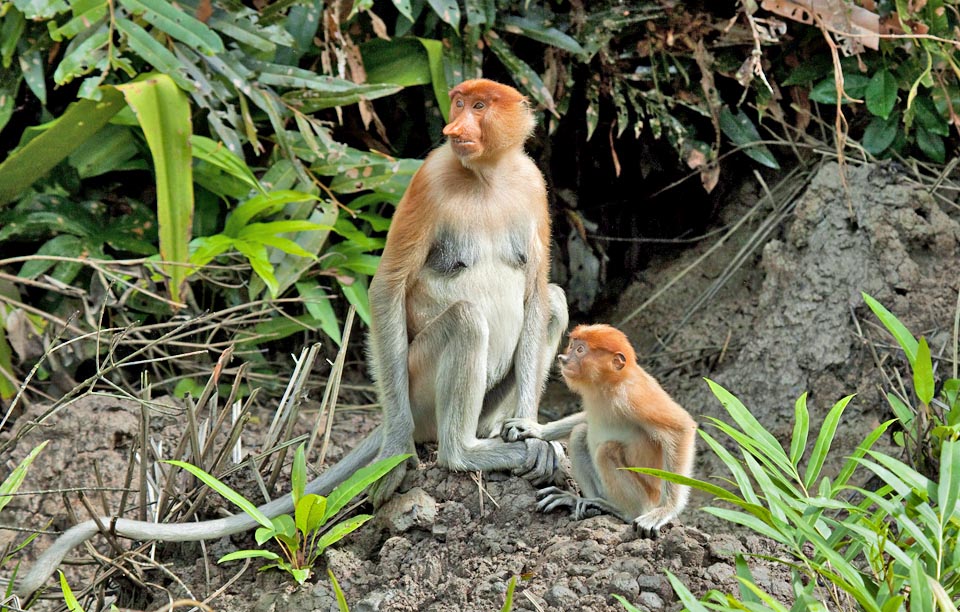 This close to mom is older, with the colouration already like that of adults 