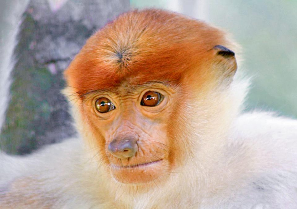 But here it is less carefree ... perhaps at a certain age also the proboscis monkeys must go to school