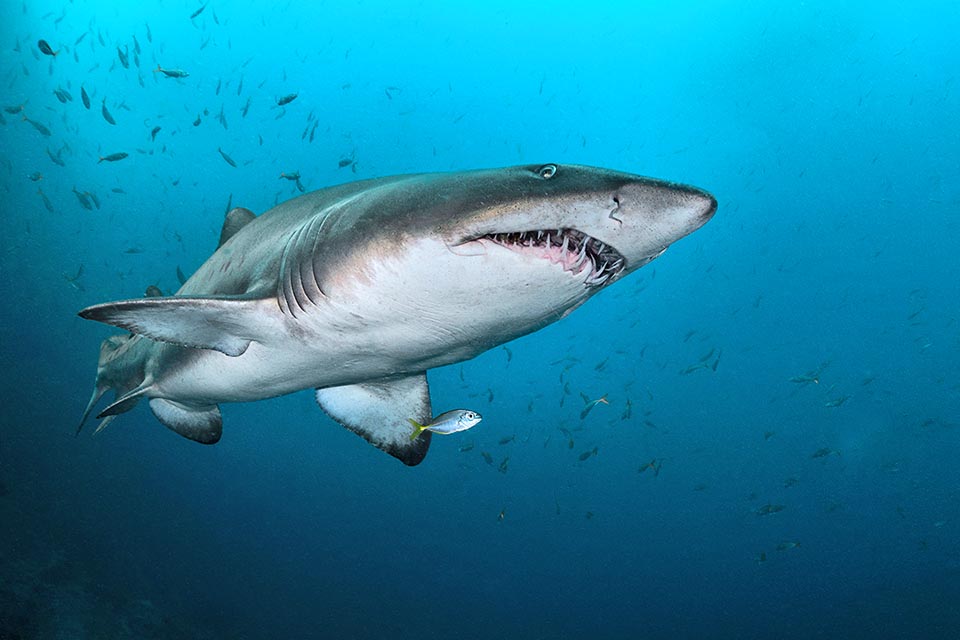 El tiburón toro (Carcharias taurus), incluido en la familia Odontaspididae, forma parte de una veintena de especies supervivientes.