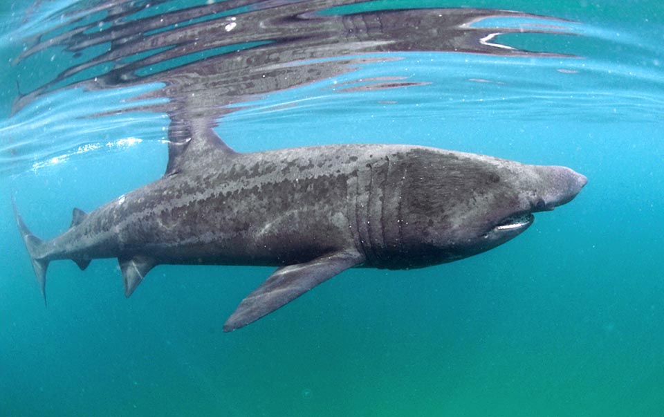 About 8 m long with 4-5 t of weight and a record of 15 m and estimated 16 t, is second after the Whale shark among the largest extant fishes