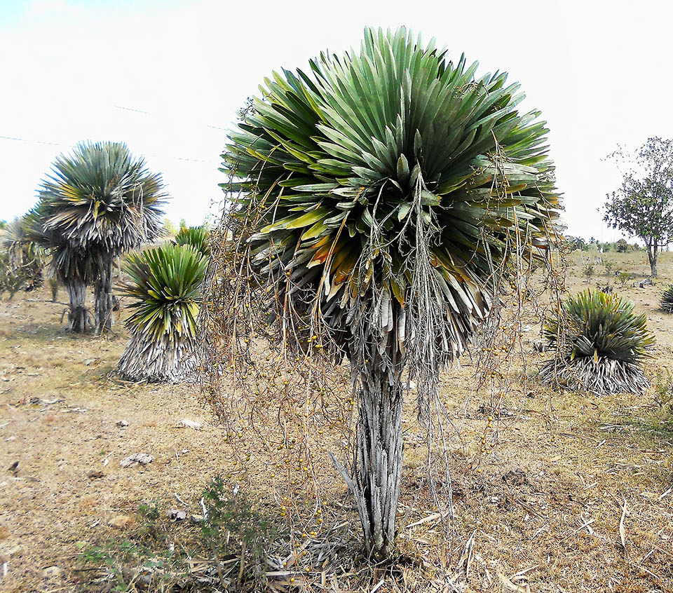 Cresce nelle savane interne su terreni serpentini raggiungendo i 3 m d’altezza con una chioma compatta per i piccioli molto corti che avvicinano le foglie