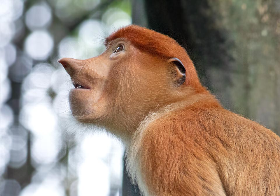 In fact, this female with upturned tiny French nose looks at him with admiration, hoping to be accepted in his group