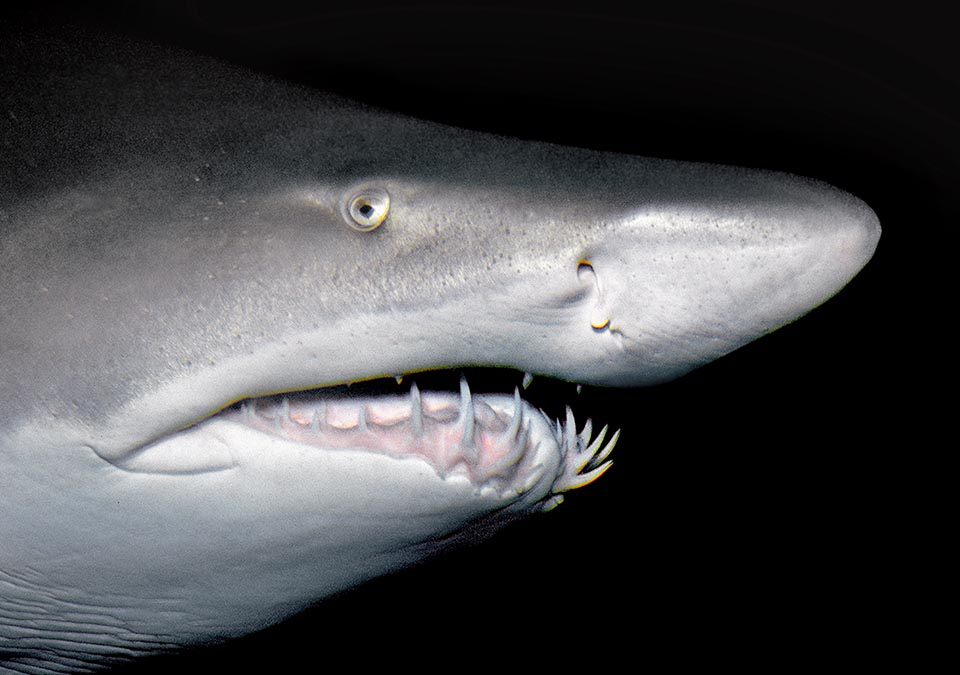 Tête de Carcharias taurus. Les dents, sans racines, sont disposées en plusieurs rangées sur les deux mâchoires. On voit une narine, immédiatement surmontée du trou d'un spiracle.