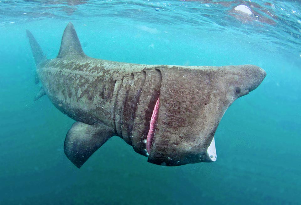 Pas de vessie natatoire chez les requins, mais un foie riche en huile qui les aide à flotter. Il est énorme chez Cetorhinus maximus, avec 15 à 20 % du poids total