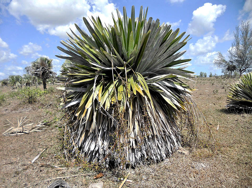 Young specimen with ripening fruits. The growth is very slow and initially the leaves cover completely the stem 