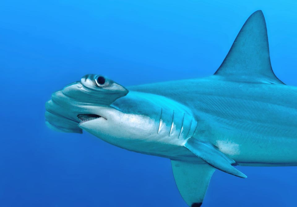 Ses yeux, plus écartés que ceux des autres requins, offrent à Sphyrna lewini une meilleure vision globale stéréoscopique qui lui permet d'évaluer les distances lors des attaques. Son odorat perçoit des dilutions de sang dans l'eau jusqu’à 1 millionième. La forme plate du museau augmente la sensibilité aux champs magnétiques des ampoules de Lorenzini