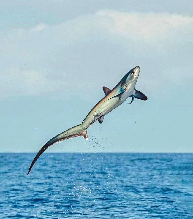 Grâce à sa queue qui fait plus de la moitié de la longueur du corps, le Requin renard (Alopias vulpinus) attaque calmars et poissons en bancs denses avec une telle accélération qu'il lui arrive de jaillir hors de l'eau.