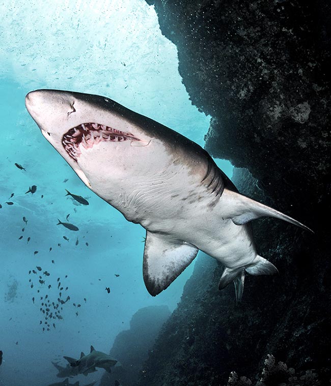 L’impressionante bocca, vista dal basso, forma un arco acuto, con file di denti affilati e sporgenti, simili a pugnali, che presentano due insolite punte aguzze alla base. 45-55 sulla mascella superiore e 40-46 in basso