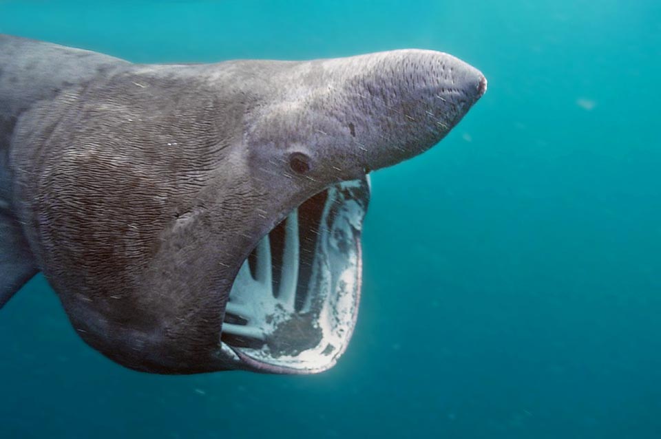 Quand ce poisson avance la gueule ouverte ses branchies, en plus d'oxygéner le sang, retiennent le plancton au moyen de soies spéciales