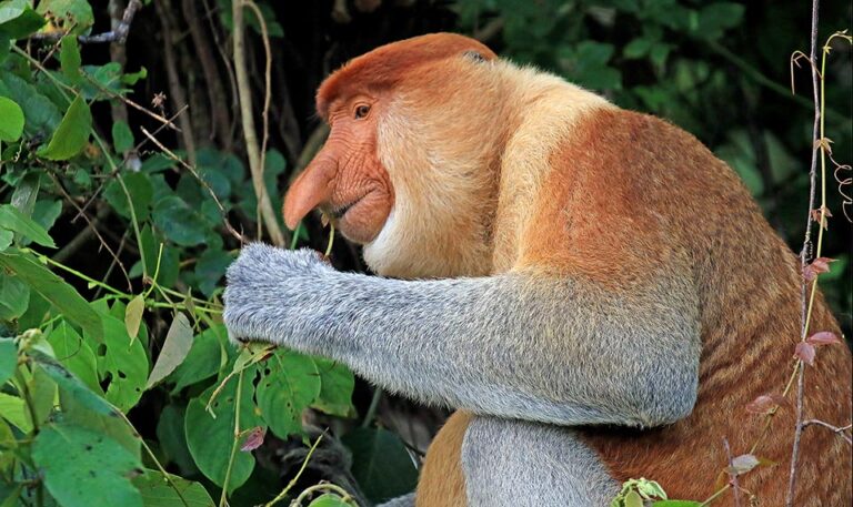 Nasalis Larvatus Monaco Nature Encyclopedia Nasalis Larvatus Monaco Nature Encyclopedia