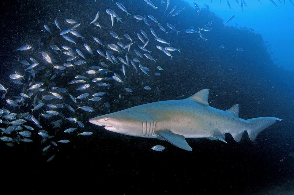 The top common size is of 2,5 m and 100 kg, but males may reach 2,8 m, the females 3,3 m. The maximum ascertained weight is of 158,8 kg. The sharks do not have swim bladder and if they don't move they sink, but this swallows the air and can stand motionless in mid-water with a neutral buoyancy to rest or to stand in ambush 
