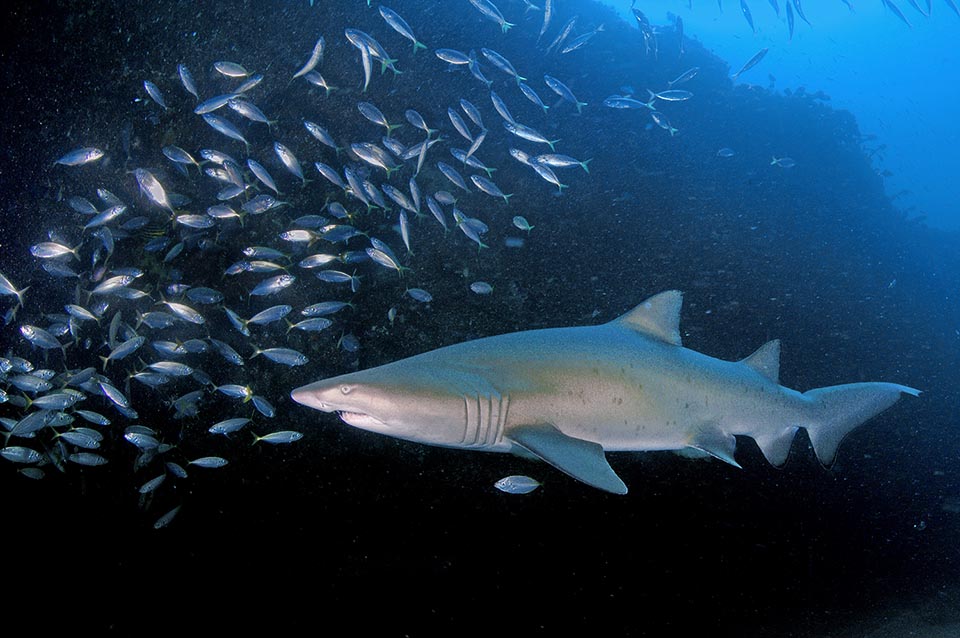 La taglia massima corrente è di 2,5 m e 100 kg, ma i maschi raggiungono i 2,8 m, le femmine i 3,3 m. Il peso massimo accertato è di 158,8 kg. Gli squali non hanno la vescica natatoria e se non si muovono vanno a fondo, ma Squalo toro inghiotte l’aria e può stare immobile a mezz’acqua con un assetto neutro per riposare o tendere agguati 