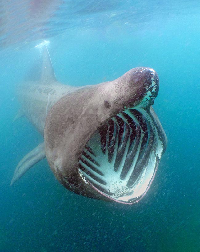 À 3 km/h un adulte filtre plus de 1000 litres à l'heure. Son estomac peut contenir jusqu'à 500 kg de plancton auquel s'ajoutent souvent de petits poissons qui nagent en bancs tels que des sardines, des maquereaux et des harengs