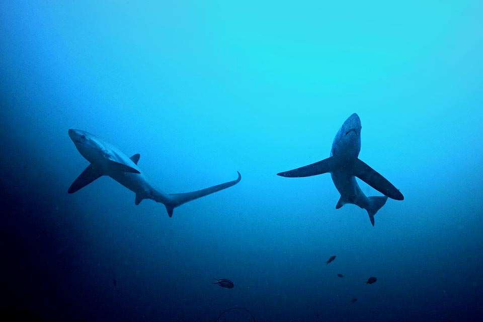 Nobody has ever seen the mating, but it is thought that it occurs swimming, with the male holding like other sharks the female biting into its pectoral fin while introducing in its cloaca one of the two pterygopods. Then often they separate, but the females may store the sperm for a long time and use it also in the following pregnancy