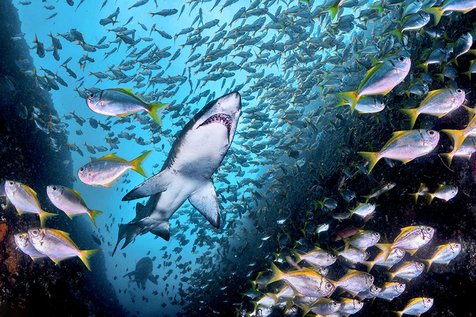 More than 3 m long, is present in all world's coastal waters. It feeds on 60% of bony fishes, but attacks also rays, small sharks, squids, lobsters and crabs.