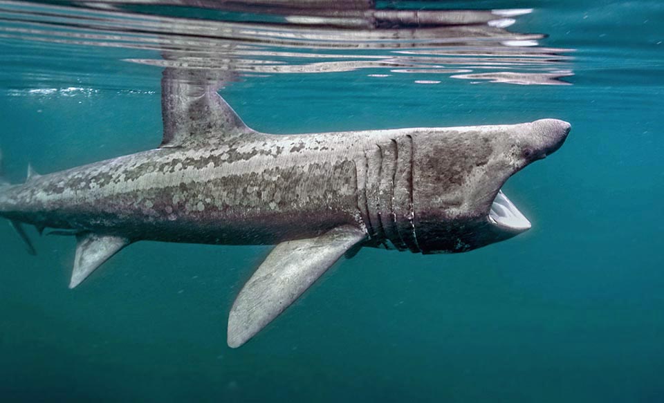 The females are ovoviviparous, and a Basking shark can live even 50 years, but the litters are not numerous and two deliveries may pass 4 years. Too much industrially fished in the past for the liver, that can give about 600-700 litres of oil, and still now in Asia also for the fins, it's a species very close to extinction 