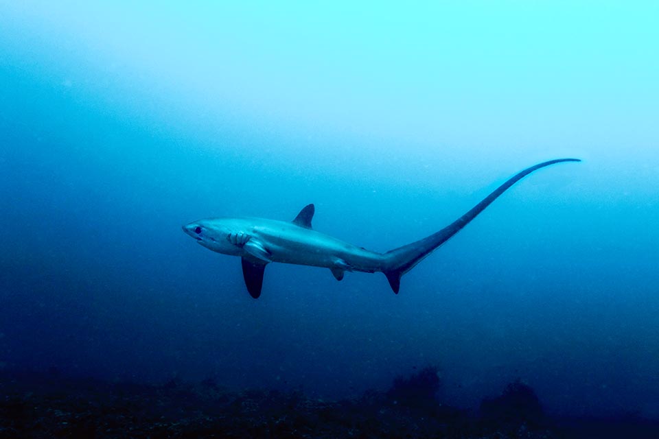 Alopias vulpinus, atacado de las orcas pero sobre todo sobreexplotado por su carne, el aceite de su hígado, rico en vitaminas y el cuero obtenido de su piel, se considera ahora vulnerable.