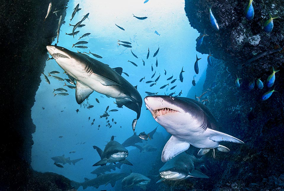 The order Lamniformes, numbering hundreds of species in the Cretaceus, includes medium to large sharks like these Carcharias taurus.