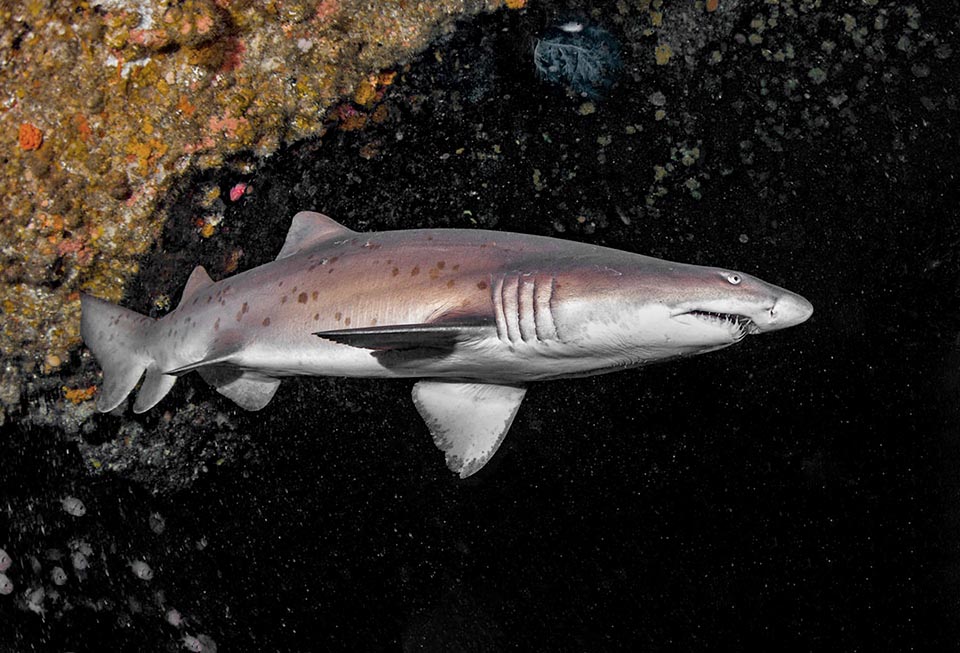 Upon birth they measure about 1 m. This is a young with the typical spots on the sides, often attenuated also in the adults 