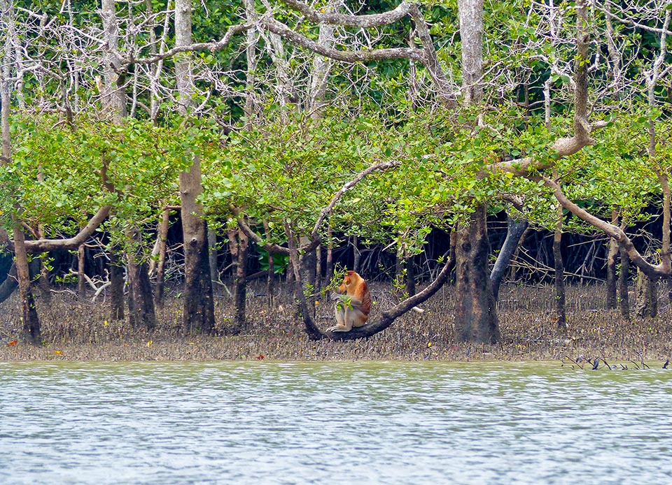 Proboscis monkey loves mangroves formations. They grant food and safety. As sleeping on branches drooping on water it can in fact dive swimming if a panther comes