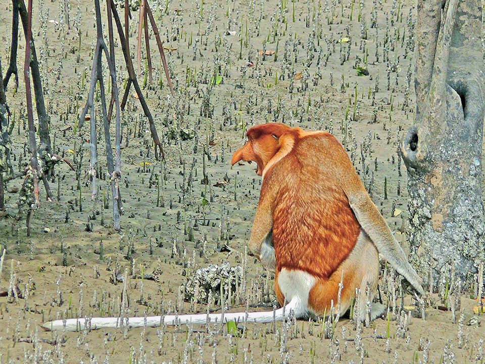 This defends its territory grinding the teeth and its showy Dutch-like nose, as the locals say, when they do not mock it for its white underpants 