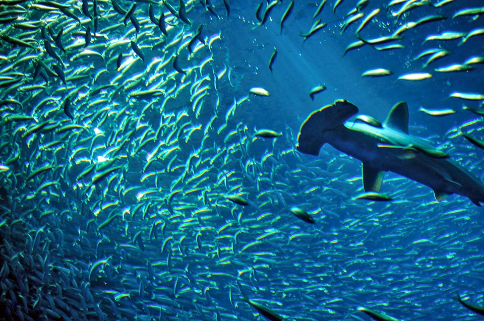 Sphyrna lewini eats usually bony fishes living in schools, like sardines, herrings and mackerels, but also bigger prey the size of the barracudas and cartilaginous fishes with predilection for rays. It also attacks small sharks and makes slaughters in the squid’s schools, not forgetting possible octopuses and lobsters