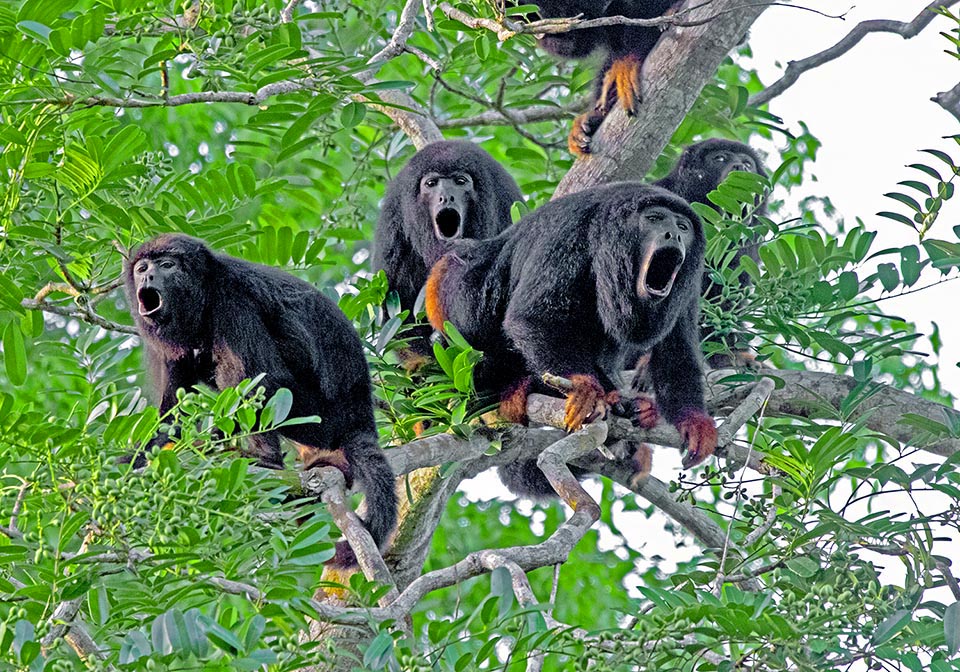 Con sonidos parecidos a rugidos, audibles incluso a una distancia de 5 km, los machos de Alouatta belzebul delimitan el territorio de la manada