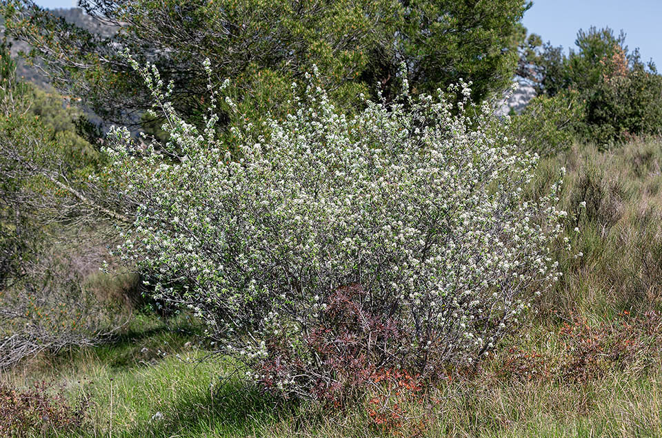 The Snowy mespilus (Amelanchier ovalis) is the only species of the genus in Europe from the sea level up to 2000 m of altitude in sunny and warm sites 