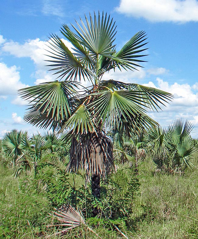 Coccothrinax miraguama est une espèce endémique de Cuba présente dans divers milieux 