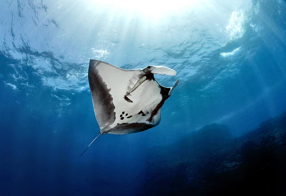 Gigante buono con una larghezza massima di 9,1 m e 3 t, Mobula birostris, è presente in quasi tutti i mari tropicali o temperati caldi 