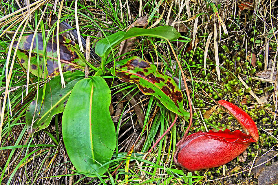 Carnivorous plant classified at extinction risk in the IUCN Red List, Nepenthes rajah grows in a very restricted area of Borneo