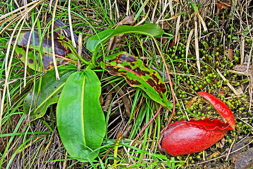 Plante carnivore classée en danger d'extinction dans la Liste Rouge de l'UICN Nepenthes rajah pousse dans une zone très réduite de Bornéo 