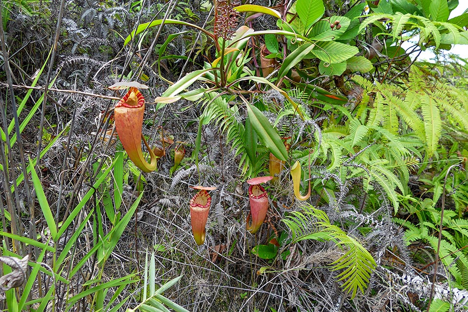 Very rare endangered species, Nepenthes sumatrana is endemic to the northern and western region of Sumatra