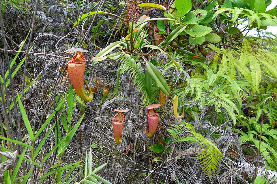 Especie muy rara, en peligro de extinción, Nepenthes sumatrana es endémica de la región norte y oeste de Sumatra