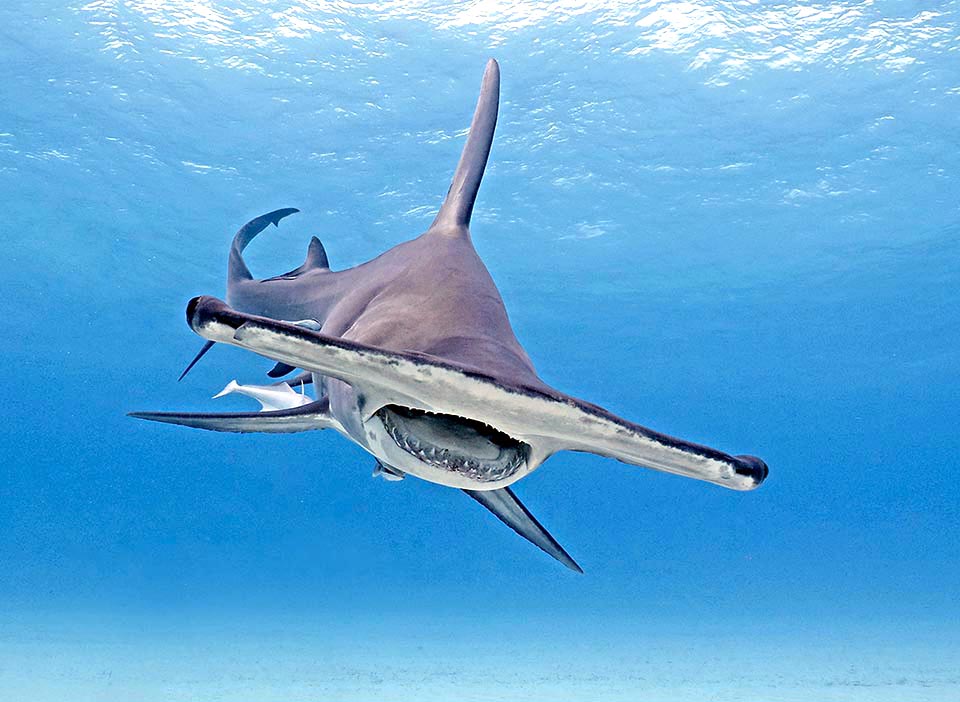 Present also in Mediterranean, the Great hammerhead (Sphyrna mokarran) circulates in almost all tropical and warm temperate seas.