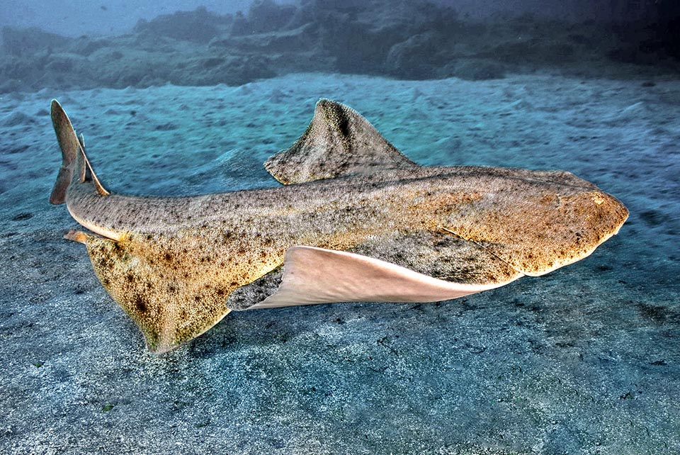 Present in Mediterranean and in Black Sea, the Angelshark (Squatina squatina) lives also along the eastern Atlantic coast, from the Shetland Islands to the Canaries and Morocco 