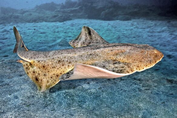 Squatina Squatina Monaco Nature Encyclopedia