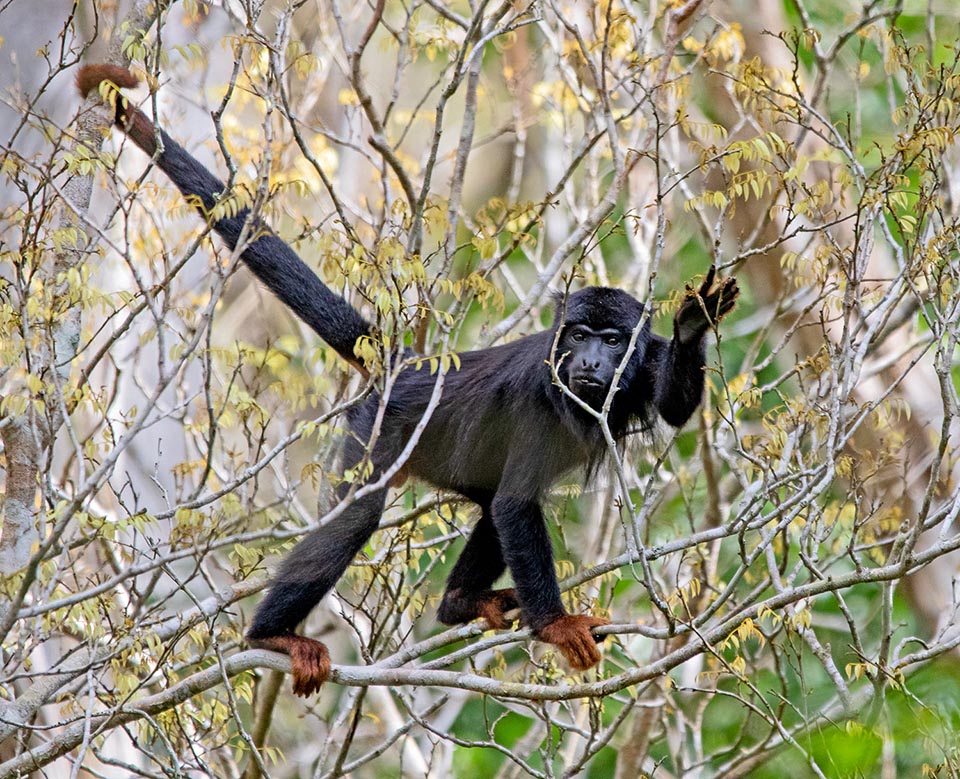 Espèce arboricole de la forêt brésilienne, il doit son nom d'espèce, belzebul, à son manteau noir et rougeâtre, vaguement diabolique, allié à un air austère 