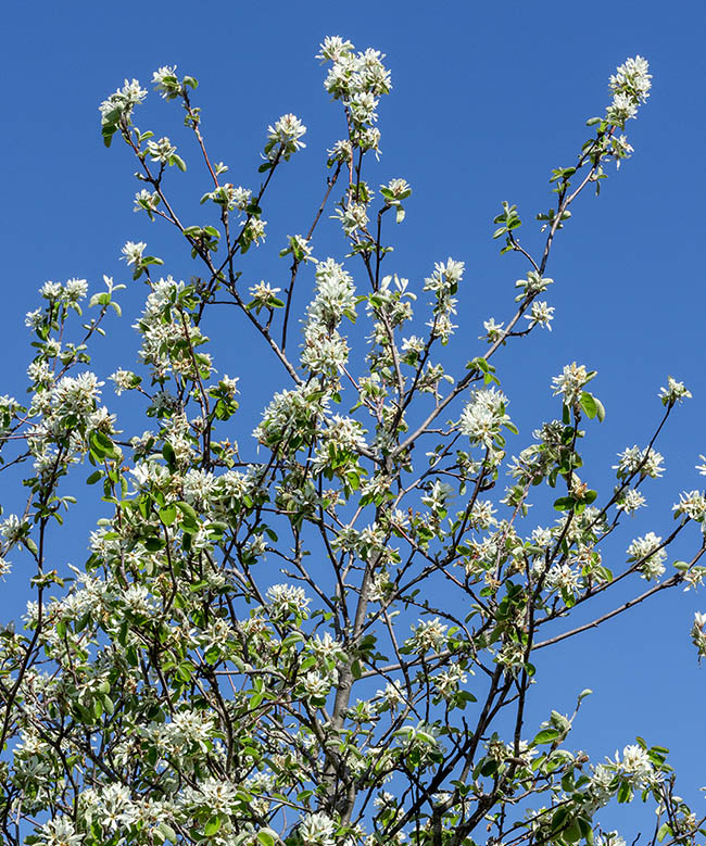 La vistosa fioritura di Amelanchier ovalis avviene nei mesi primaverili, tra aprile e maggio.