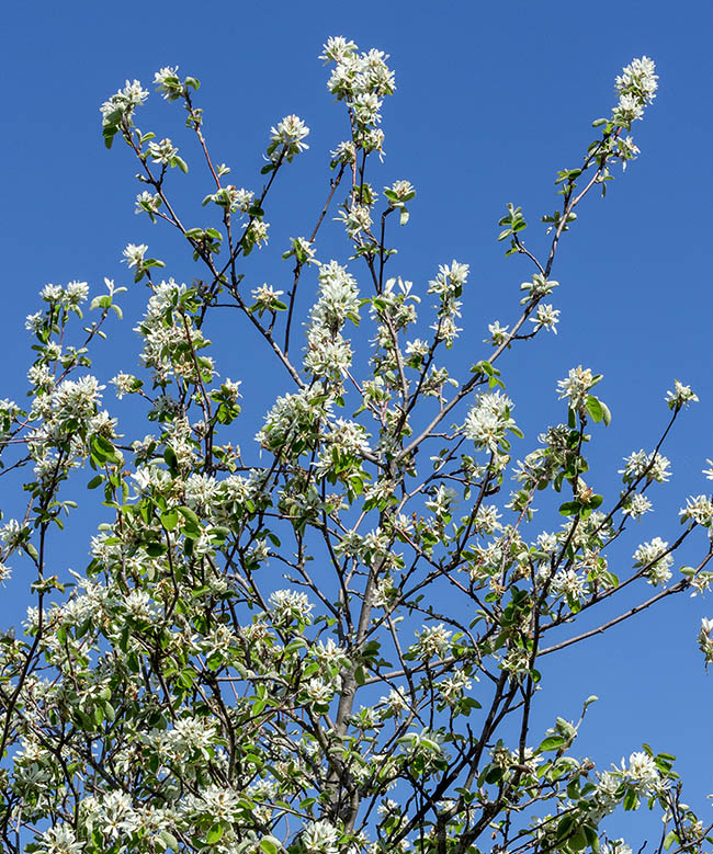 Amelanchier ovalis. La vistosa floración se produce en la primavera, entre abril y mayo.