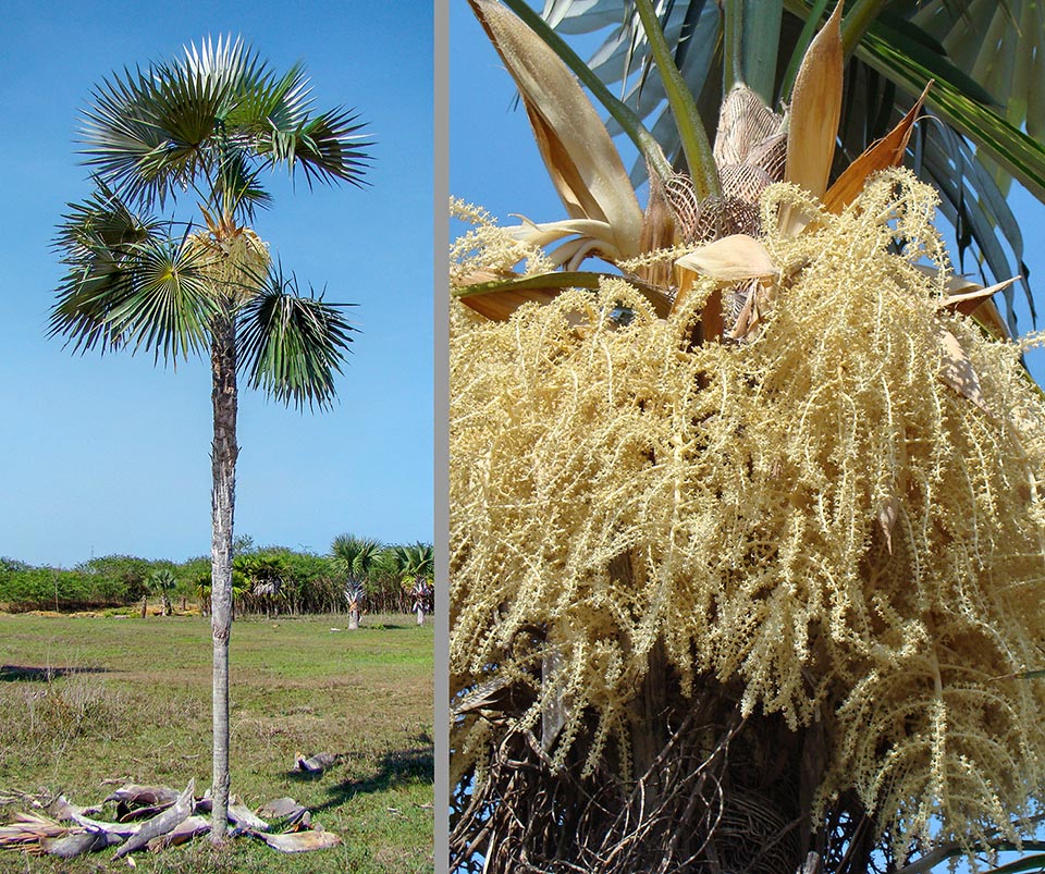 Vue entière et détail d'un Coccothrinax miraguama subsp. miraguama en fleur. À noter le stipe lisse en partie basse