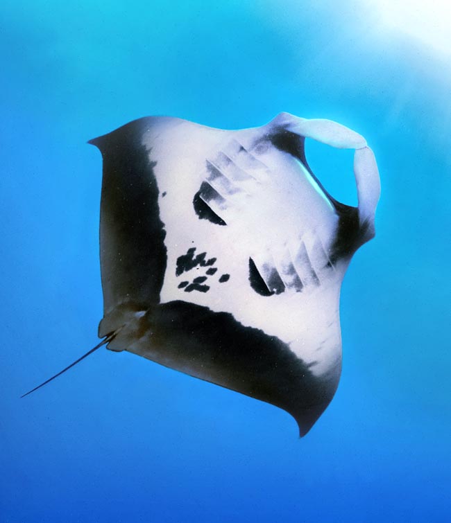 On la distingue de Mobula alfredi du fait de l'absence en Mobula birostris de taches noires sur la poitrine parmi les fentes branchiales 