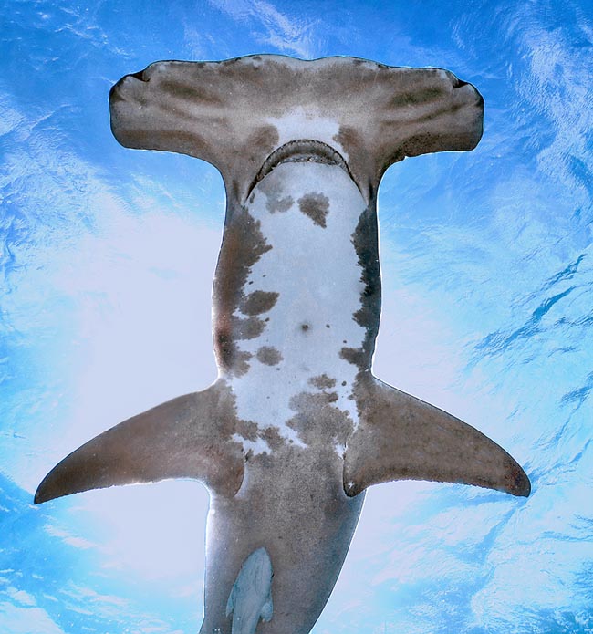 Bigger than Scalloped hammerhead, Sphyrna mokarran easily distinguishes for the showy dorsal fin and the almost straight profile of the snout, with only one clear notch at the centre and two dimples just hinted on the sides, more evident in young. 