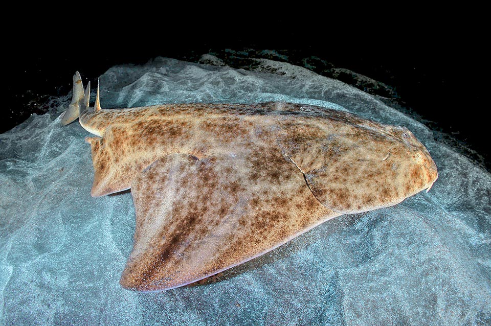 Squatina squatina owes the common name of Angelshark to the big pectoral fins, like wings, and is considered a shark as these, unlike the rays, depart from the body and are not fused to the head 